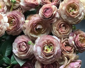 15 seeds Lovely F1  Rosanne Brown Lisianthus