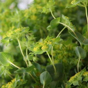 50 seeds Bupleurum Green Gold Rotundifolium Griffithii image 4