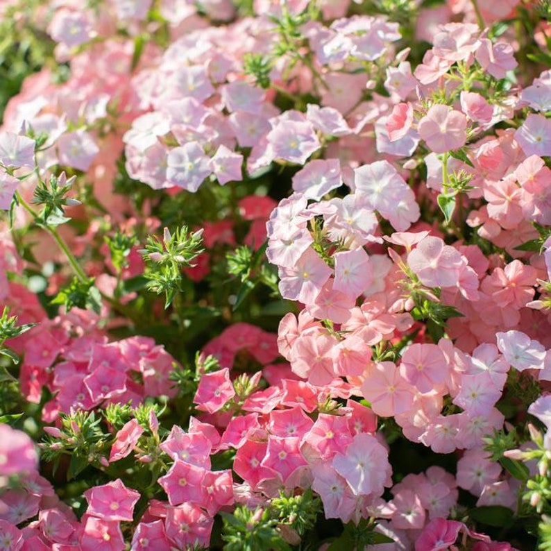 50 seeds Lovely Dwarf Beauty Phlox Of sheep pastel mix image 3