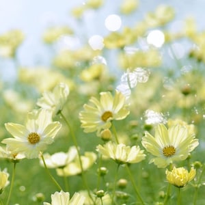 Könnte beinhalten: Nahaufnahme von hellgelben Kosmosblüten mit leuchtend gelben Zentren und grünen Stielen. Die Blüten sind scharf, mit einem verschwommenen Hintergrund aus weiteren Blüten und Bokeh-Lichtern.