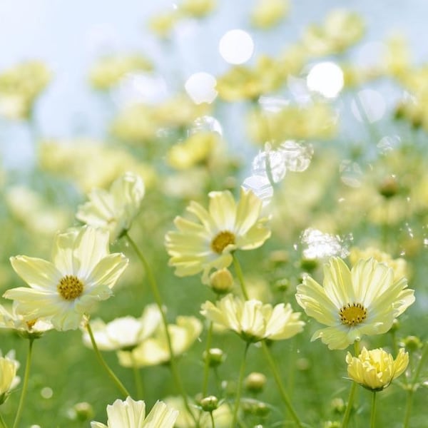 50 seeds ‘Xanthos’ Cosmos bipinnatus)