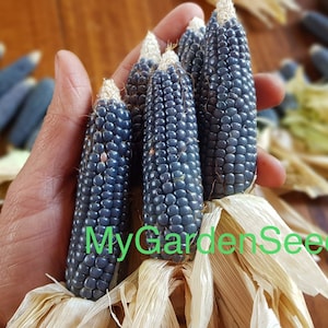 Può includere: Primo piano di diverse pannocchie di mais blu tenute in mano. I chicchi sono di un blu intenso e le foglie sono di un marrone chiaro. Il testo "MyGardenSeed" è visibile in verde.