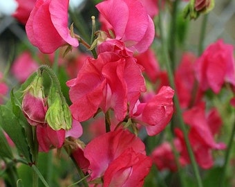 10 seeds organic sweet pea dark red (Lathyrus odoratus)