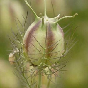 50 seeds Nigella damascena. Persian Jewels mixed color image 6