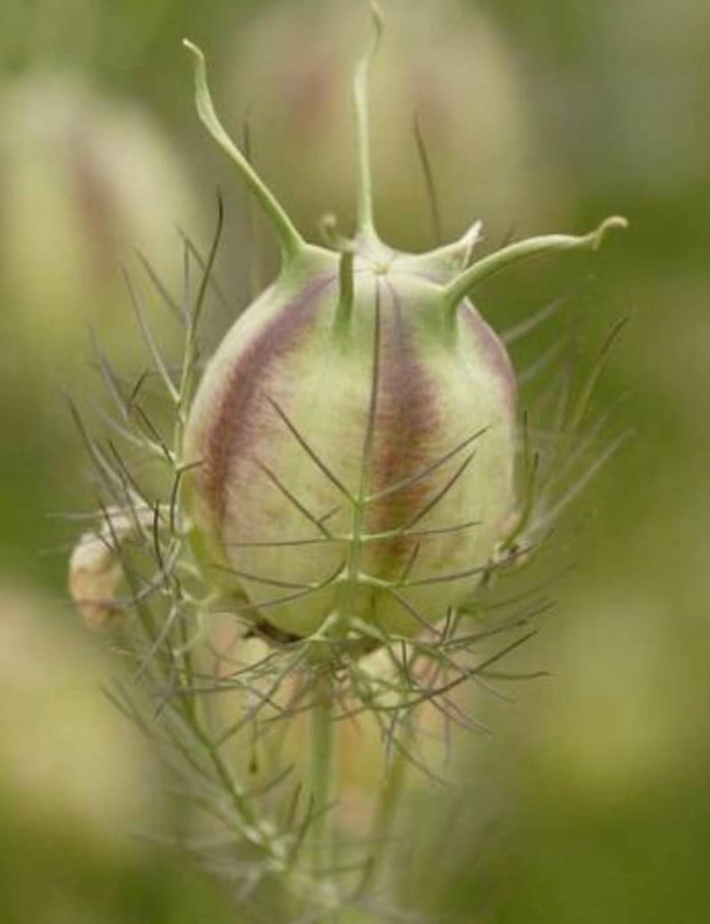 50 seeds Nigella damascena. Persian Jewels mixed color image 6