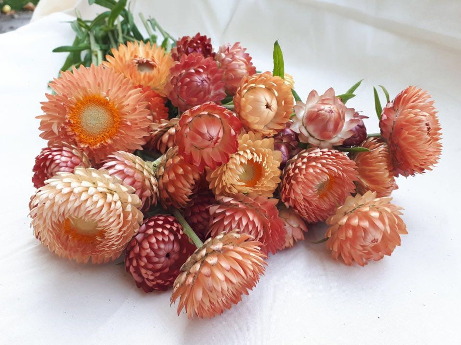 50 Seeds Organic Strawflower Seed Apricot/peach Mix Etsy Canada