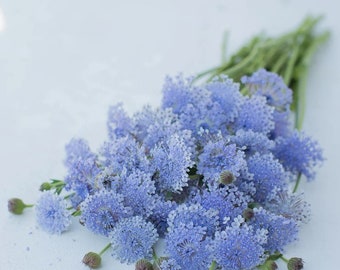 May include: A bouquet of light blue flowers with small, clustered blooms and green stems. The flowers are in full bloom, with a soft, textured appearance. Several unopened buds are also visible. The arrangement is set against a white background.