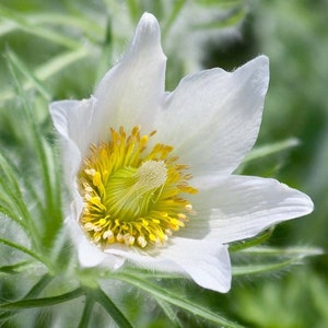 20 Samen weiße Küchenschellen-Blumensamen – Anemone patens var. wolfgangiana