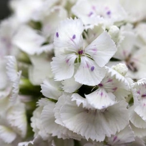 50 seeds Dianthus barbatus, ‘ice white ’Sweet William,