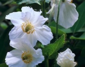 15 seeds white Poppy Himalayan" (Meconopsis Betonicifolia)