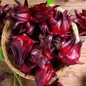 15 semillas de Roselle orgánica Hibiscus sabdariffa orgánica - perenne