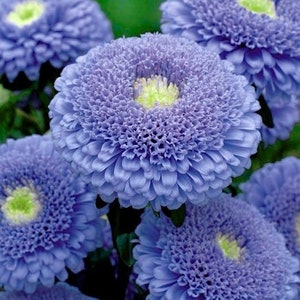 May include: Close-up of several blue aster flowers with yellow centres. The petals are tightly packed, creating a textured appearance. The flowers are in full bloom, showcasing their vibrant colour and intricate details. The image highlights the beauty of nature.