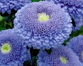 + de 30 graines adorables Asters de Sidonia bleus à fleurs doubles