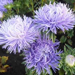 50+ seeds lovely Hazaster Hagan  Light blue Needle China Asters