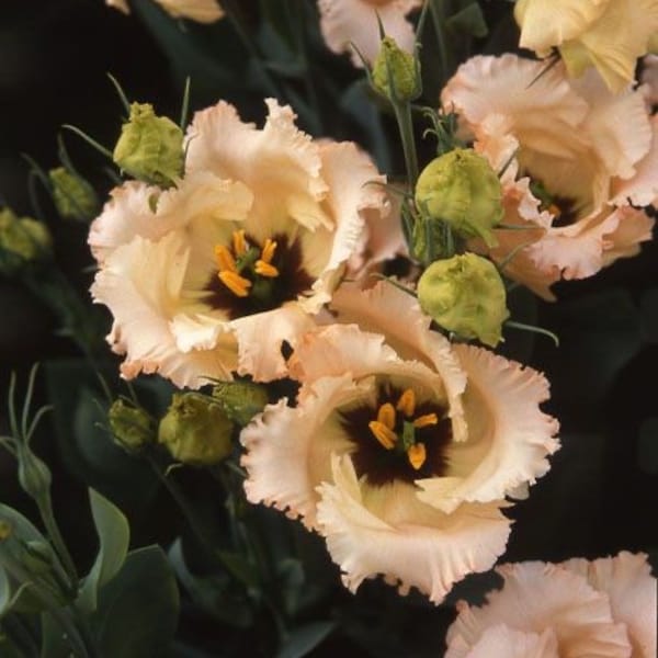 15 seeds Lovely  F1 Apricot Lisianthus