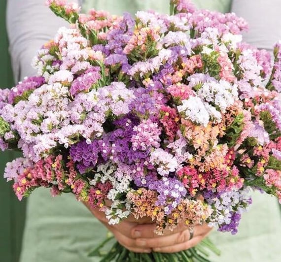 Statice/Limonium Sinuatum Qis Lavender - Muller Seeds