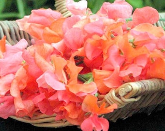 May include: A wicker basket overflowing with vibrant sweet pea flowers. The blossoms display a gradient of colors, from soft pink to bright coral and orange. The flowers are in full bloom, creating a lush, textured display.