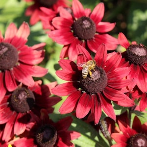 25 seeds lovely Rudbeckia Hirta Seeds Cherry Brandy image 2