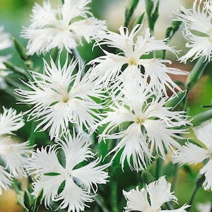 May include: Close-up of several white Dianthus flowers with fringed petals. The flowers have a star-like shape and are surrounded by green stems and leaves. The image is well-lit, showcasing the delicate details of the blooms.