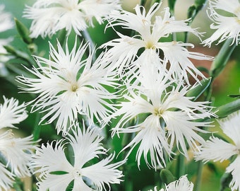 50 Seeds Dianthus Superbus White