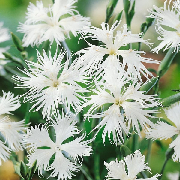 50 Seeds Dianthus Superbus White