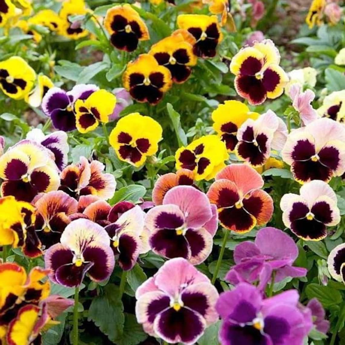 30 seeds Pansy Gaint Swiss Pansy mix Viola Etsy