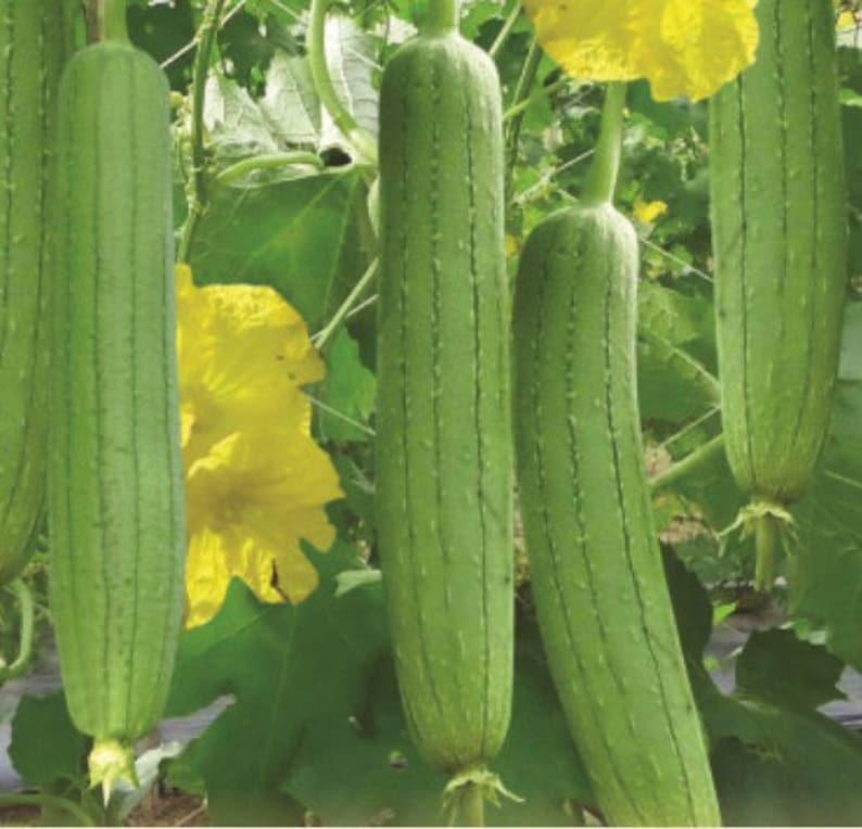10 Seeds Organic Luffa Gourd Sponge Gourd Luffa Aegyptiaca Etsy