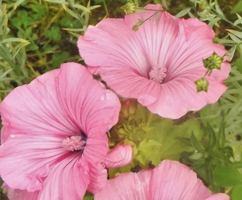 40 seeds Lavatera Rose Mallow Loveliness mix white, pink, rose image 5