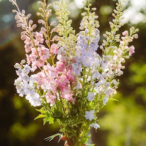 Magic Fontänen Samen Pastell Mix Wildblumen Englischer Garten Hochzeitsblumen Schnittblumen Bienen Blumenstrauß - 50 samen