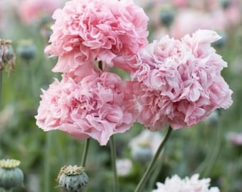 50+ seeds Breadseed Pink Poppy