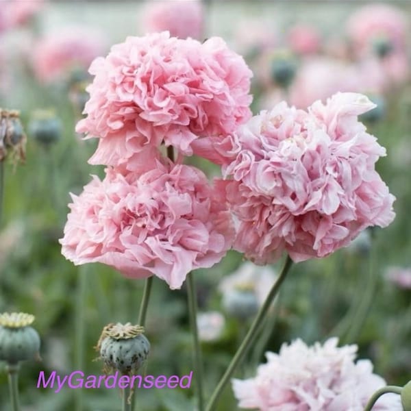 50+ seeds Breadseed Pink Poppy