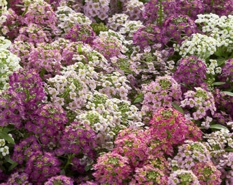 50+ seeds lovely Unique Wonderland Mulberry Mix Alyssum Seeds