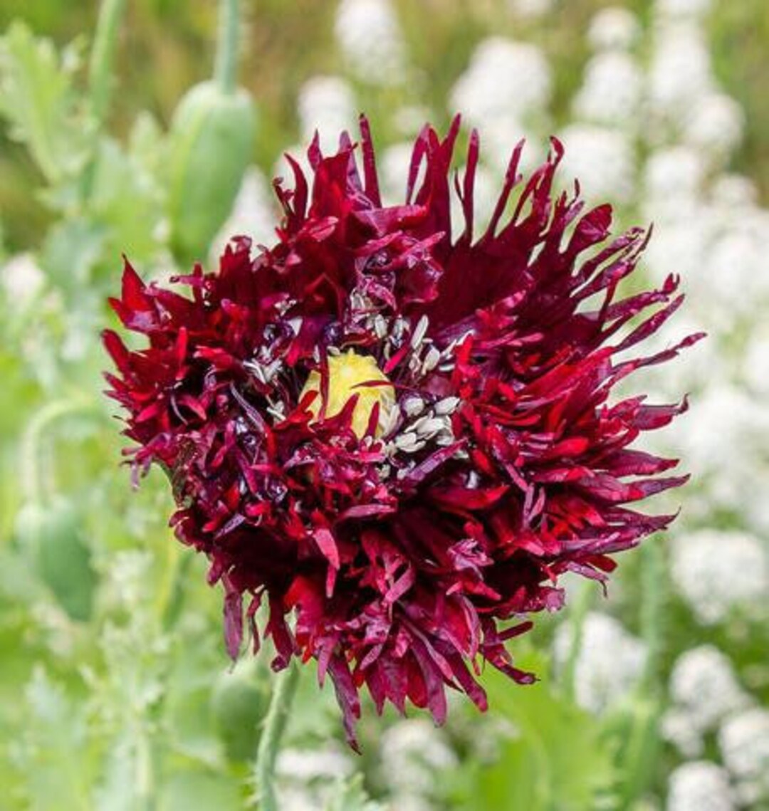 100 seeds Black Swan Peony-like Poppies - Etsy
