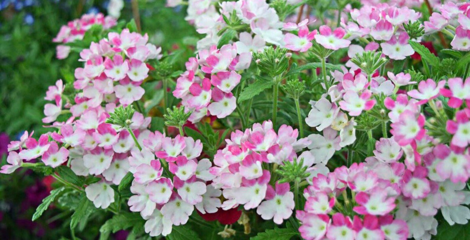 20 seeds Superbena verbenas pink white seeds Etsy