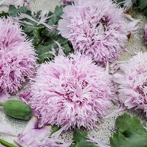 50 +seeds Poppy ‘Lilac  pom pom’Papaver laciniatum