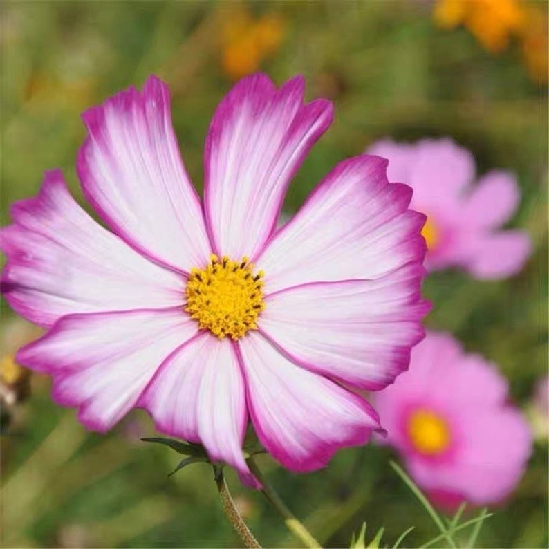 50 Seeds Elegant Unique Cottage Garden Flower Heirloom Cosmos Etsy