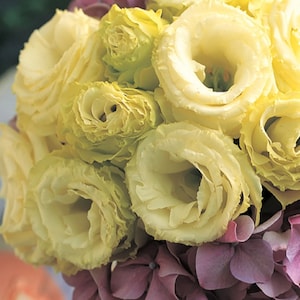 May include: A close-up of a floral arrangement featuring creamy yellow lisianthus flowers with ruffled petals, contrasted with deep purple hydrangea. The image highlights the textures and colours of the blooms.
