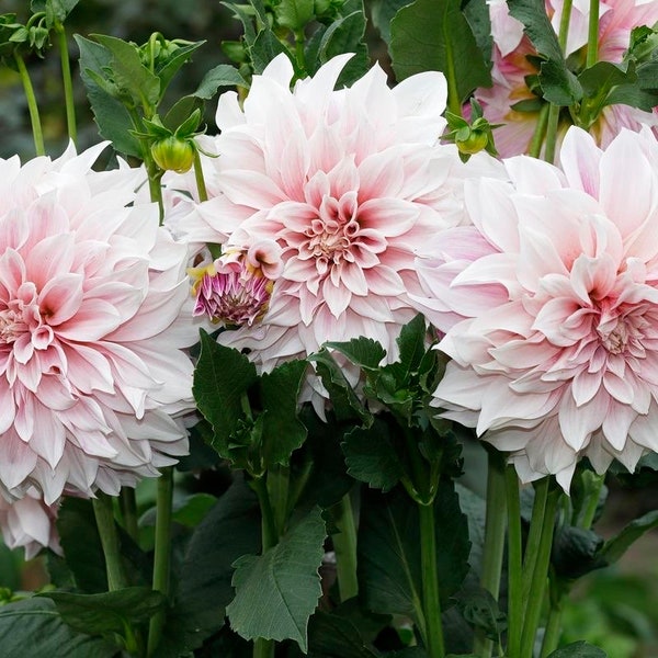 10 Seeds  Dahlia Cafe Au Lait Dahlia/ Annual Flower Seeds - pink peach