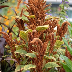 May include: Close-up of a plant with brown, textured flower spikes and green and yellow leaves. The plant has a unique, cascading shape. Other plants with purple and orange flowers are in the background.