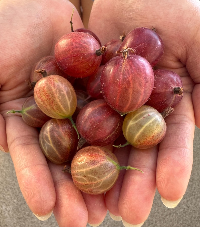 MyGardenSeed Hinnonmaki Gooseberry Seeds - Thumbnail 4