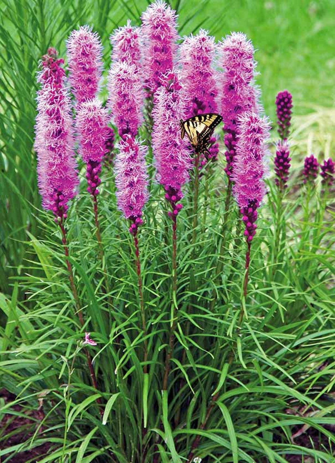 Liatris Flower