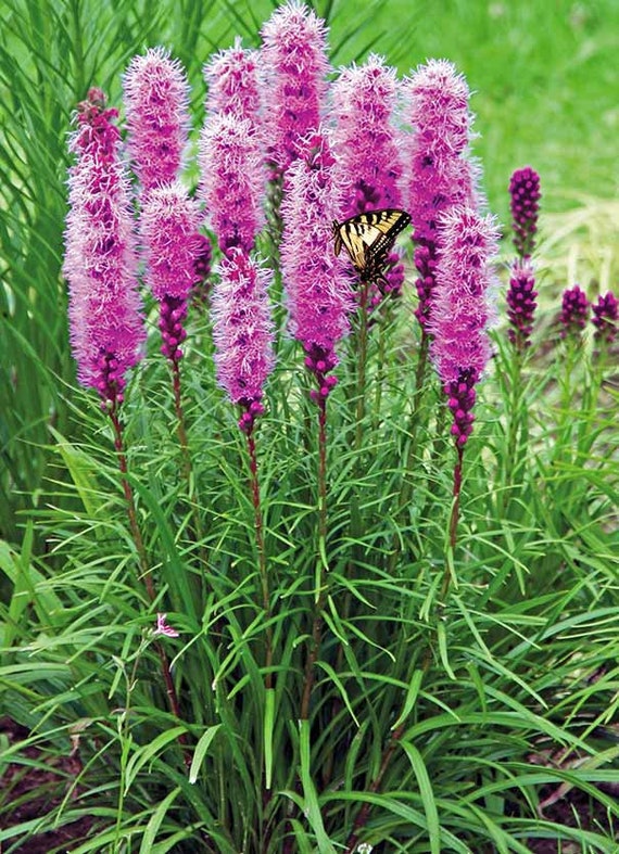 50 Seeds Liatris Spicata Dense Blazing Star - Etsy Canada