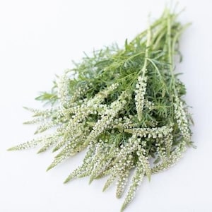 50seeds White Mignonette Reseda alba image 1