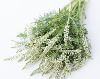 May include: A fresh bouquet of white and green flowers, featuring delicate white blooms on long, slender stems. The flowers are surrounded by vibrant green foliage, creating a natural and elegant arrangement. Perfect for home decor or special events.