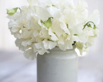 10 +seeds organic sweet Pea white (Lathyrus odoratus)