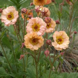10 zaden Zeldzaam Water Avens Geum Rivale (vaste plant)