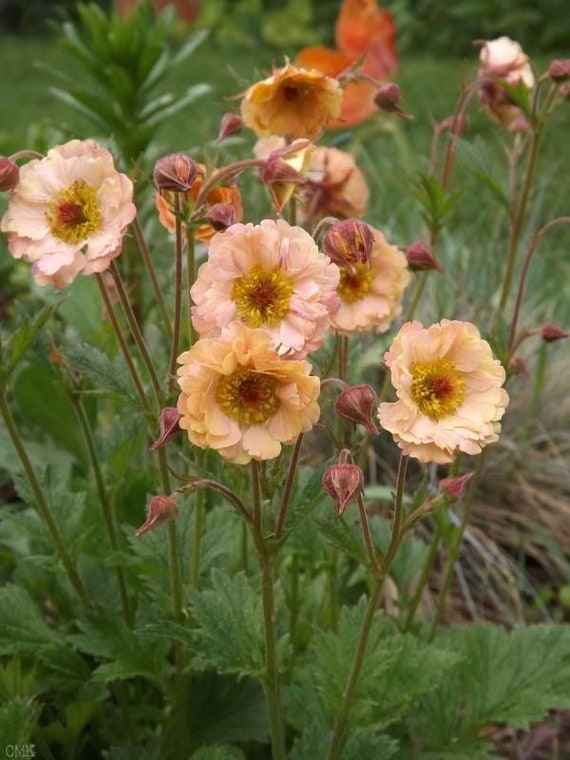 Geum Rivale