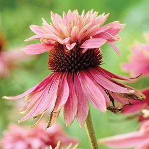 5 Seeds Echinacea Purpurea DOUBLE DECKER Pink Coneflower perennial image 1