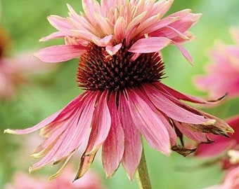 5 + Seeds Echinacea Purpurea DOUBLE DECKER Pink Coneflower - perennial