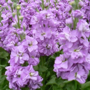 30 seeds stock Seeds - Purple Matthiola incana